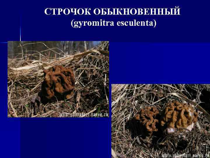 СТРОЧОК ОБЫКНОВЕННЫЙ (gyromitra esculenta) 