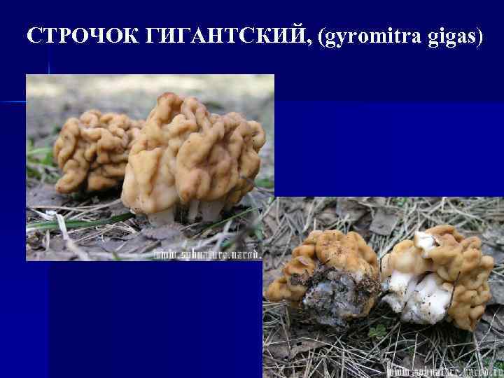 СТРОЧОК ГИГАНТСКИЙ, (gyromitra gigas) gigas 