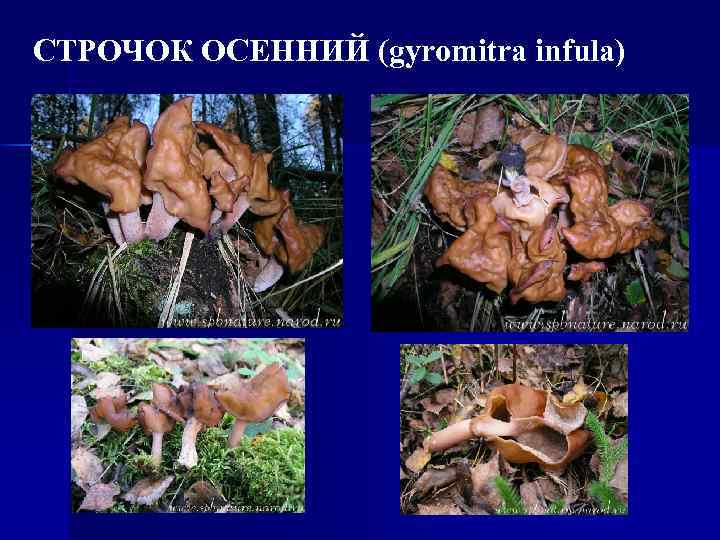 СТРОЧОК ОСЕННИЙ (gyromitra infula) 