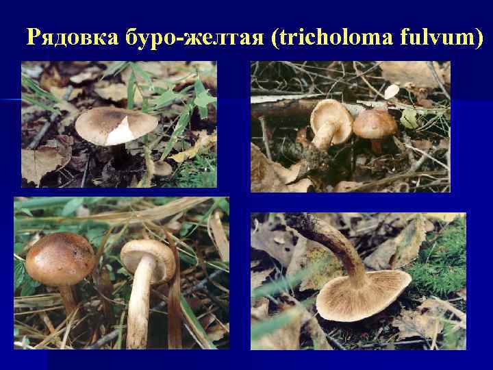 Рядовка буро-желтая (tricholoma fulvum) 