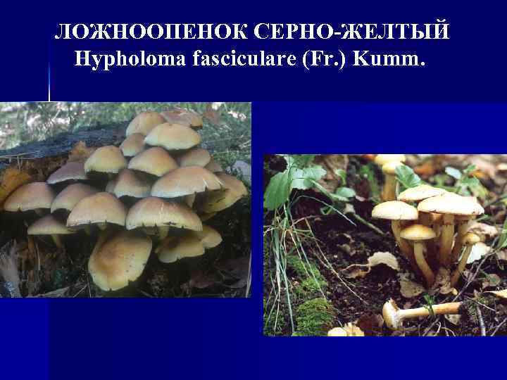 ЛОЖНООПЕНОК СЕРНО-ЖЕЛТЫЙ Hypholoma fasciculare (Fr. ) Kumm. 