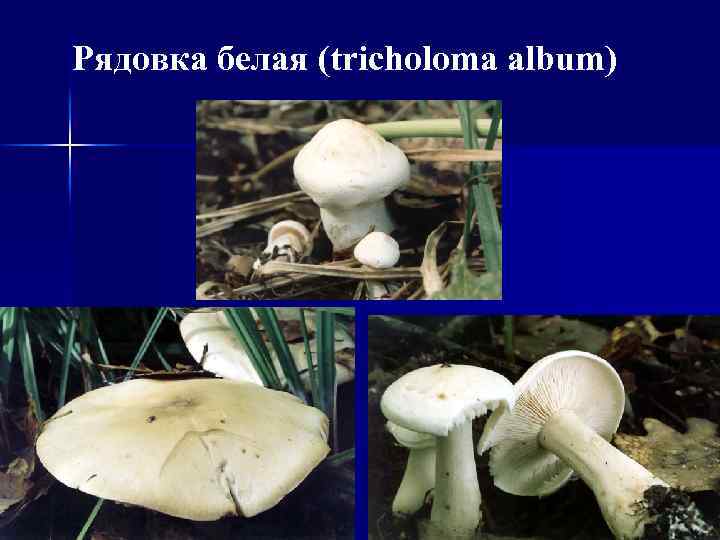 Рядовка белая (tricholoma album) 