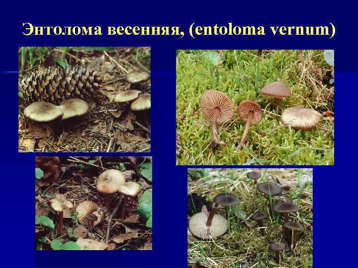 Энтолома весенняя, (еntoloma vernum) 