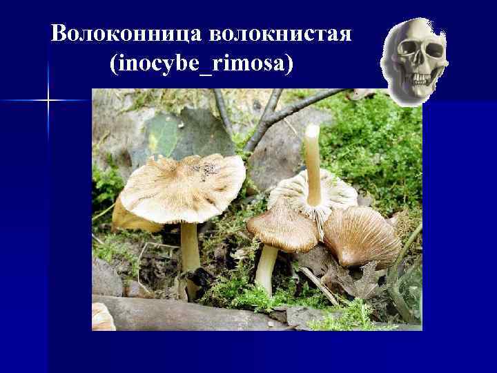 Волоконница волокнистая (inocybe_rimosa) 