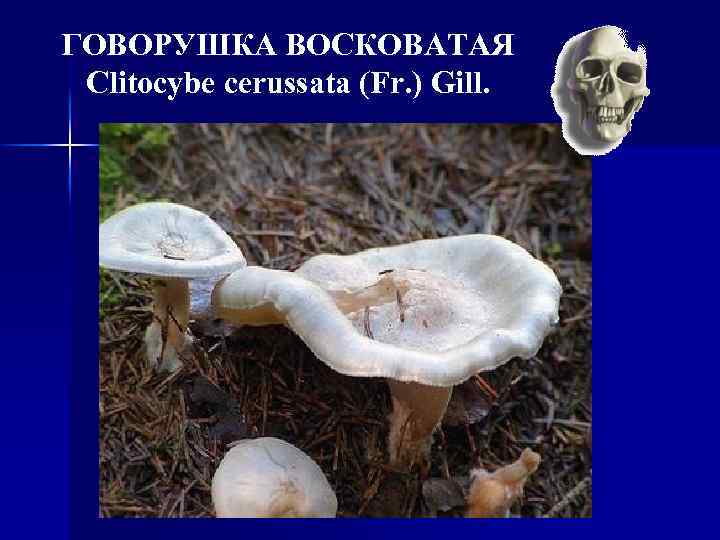 ГОВОРУШКА ВОСКОВАТАЯ Clitocybe cerussata (Fr. ) Gill. 