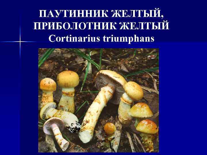 ПАУТИННИК ЖЕЛТЫЙ, ПРИБОЛОТНИК ЖЕЛТЫЙ Cortinarius triumphans 