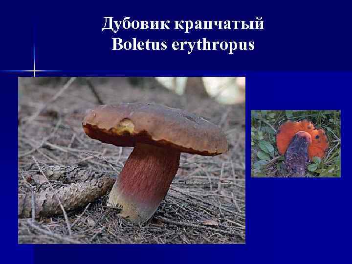 Дубовик крапчатый Boletus erythropus 