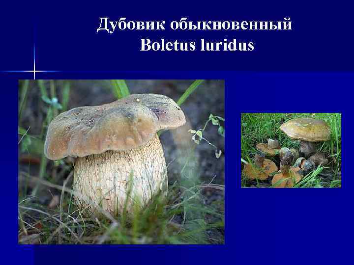 Дубовик обыкновенный Boletus luridus 