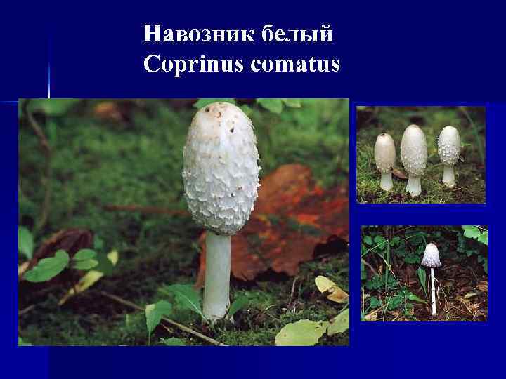 Навозник белый Coprinus comatus 