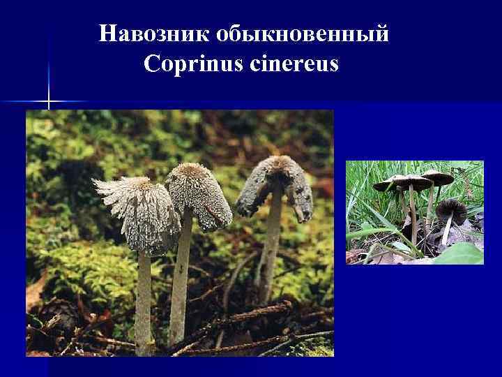 Навозник обыкновенный Coprinus cinereus 