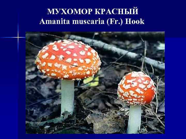 МУХОМОР КРАСНЫЙ Amanita muscaria (Fr. ) Hook 