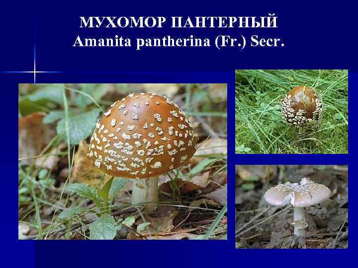 МУХОМОР ПАНТЕРНЫЙ Amanita pantherina (Fr. ) Secr. 