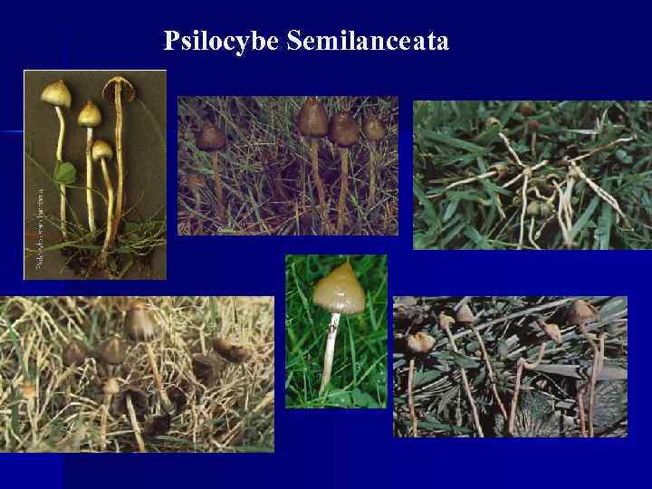 Psilocybe Semilanceata 