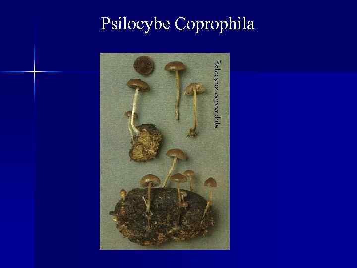 Psilocybe Coprophila 