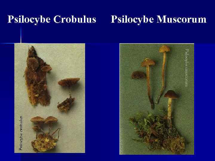 Psilocybe Crobulus Psilocybe Muscorum 