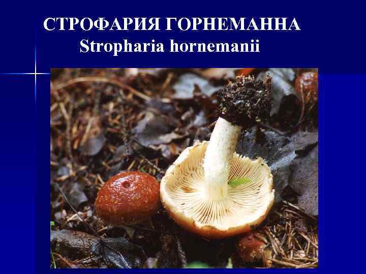 СТРОФАРИЯ ГОРНЕМАННА Stropharia hornemanii 