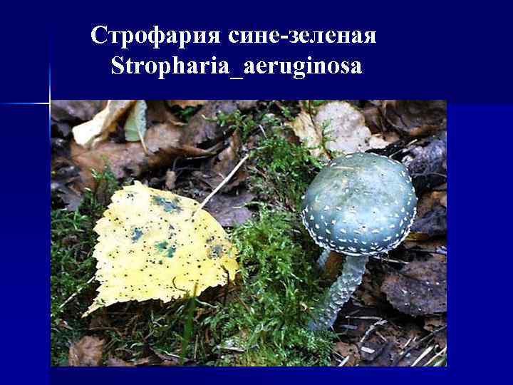 Строфария сине-зеленая Stropharia_aeruginosa 