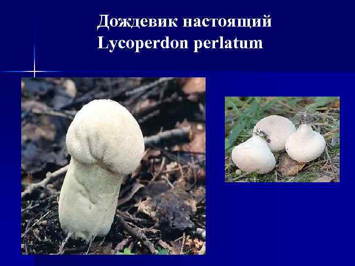 Дождевик настоящий Lycoperdon perlatum 