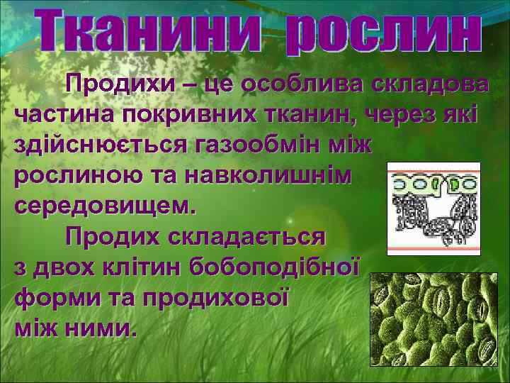 Продихи – це особлива складова частина покривних тканин, через які здійснюється газообмін між рослиною