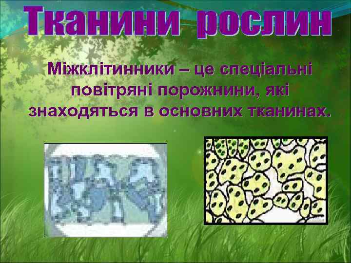 Міжклітинники – це спеціальні повітряні порожнини, які знаходяться в основних тканинах. 