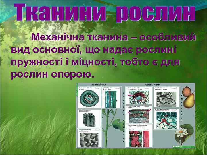 Механічна тканина – особливий вид основної, що надає рослині пружності і міцності, тобто є