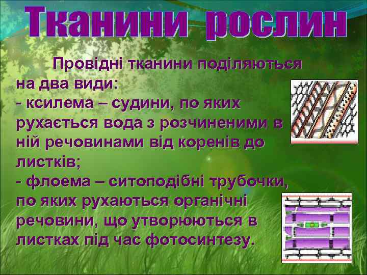 Провідні тканини поділяються на два види: - ксилема – судини, по яких рухається вода