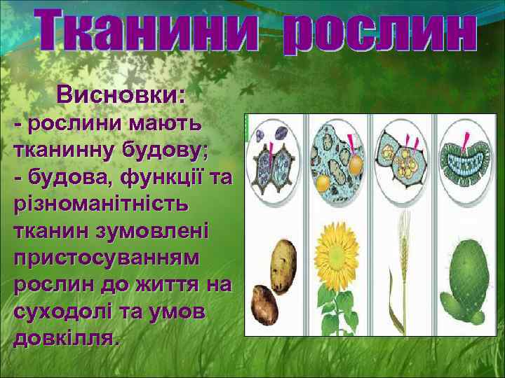 Висновки: - рослини мають тканинну будову; - будова, функції та різноманітність тканин зумовлені пристосуванням