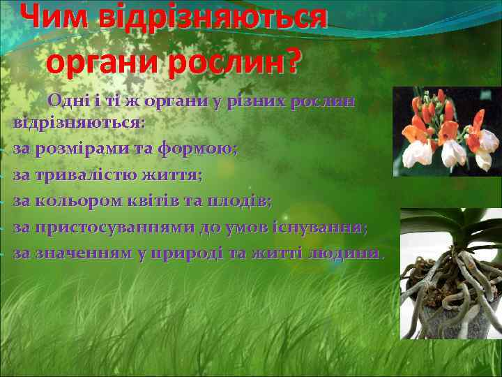 - Чим відрізняються органи рослин? Одні і ті ж органи у різних рослин відрізняються: