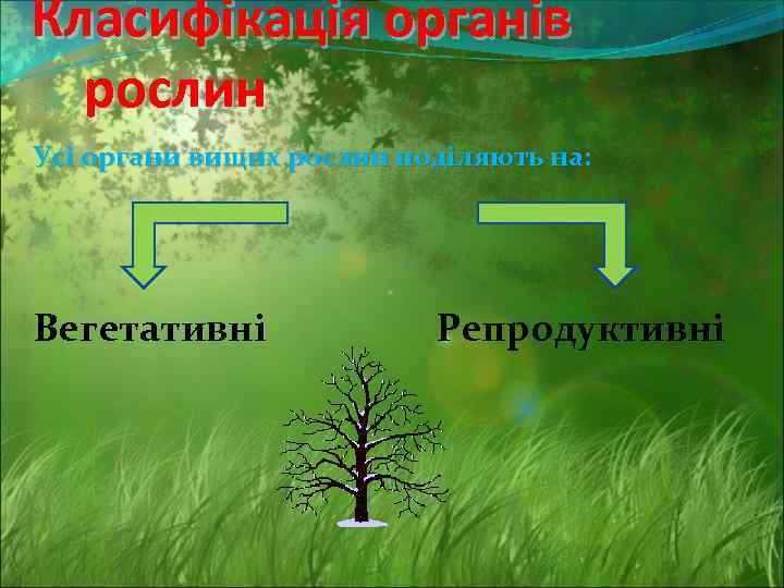 Класифікація органів рослин Усі органи вищих рослин поділяють на: Вегетативні Репродуктивні 