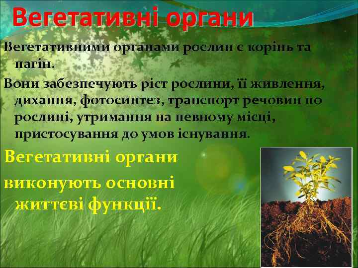 Вегетативні органи Вегетативними органами рослин є корінь та пагін. Вони забезпечують ріст рослини, її