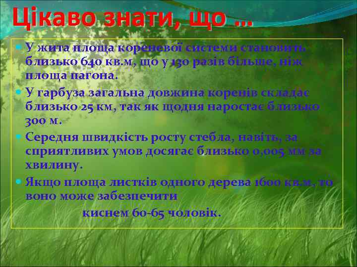 Цікаво знати, що … У жита площа кореневої системи становить близько 640 кв. м,