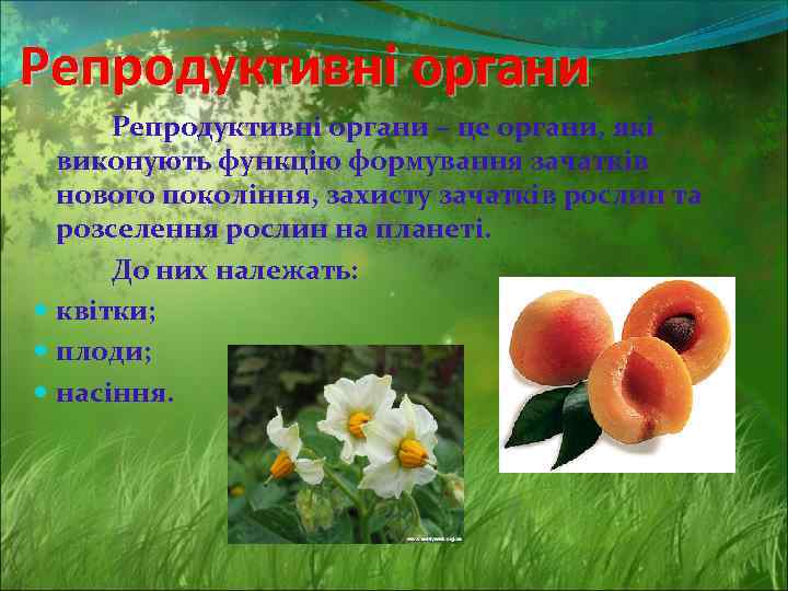 Репродуктивні органи – це органи, які виконують функцію формування зачатків нового покоління, захисту зачатків