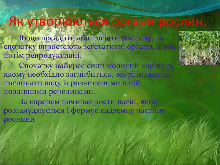 Як утворюються органи рослин. Якщо посадити або посіяти рослину, то спочатку виростають вегетативні органи,