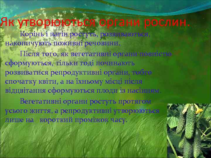 Як утворюються органи рослин. Корінь і пагін ростуть, розвиваються, накопичують поживні речовини. Після того,