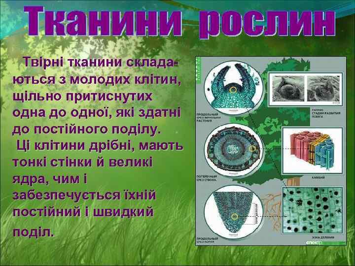 Твірні тканини складаються з молодих клітин, щільно притиснутих одна до одної, які здатні до