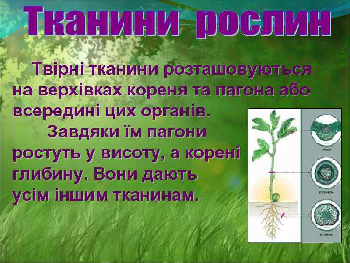 Твірні тканини розташовуються на верхівках кореня та пагона або всередині цих органів. Завдяки їм