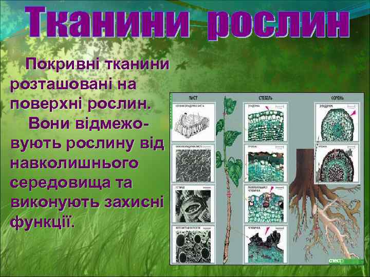 Покривні тканини розташовані на поверхні рослин. Вони відмежовують рослину від навколишнього середовища та виконують