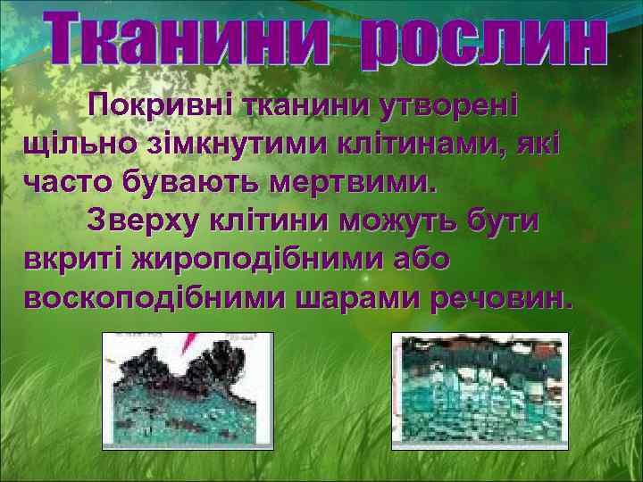 Покривні тканини утворені щільно зімкнутими клітинами, які часто бувають мертвими. Зверху клітини можуть бути