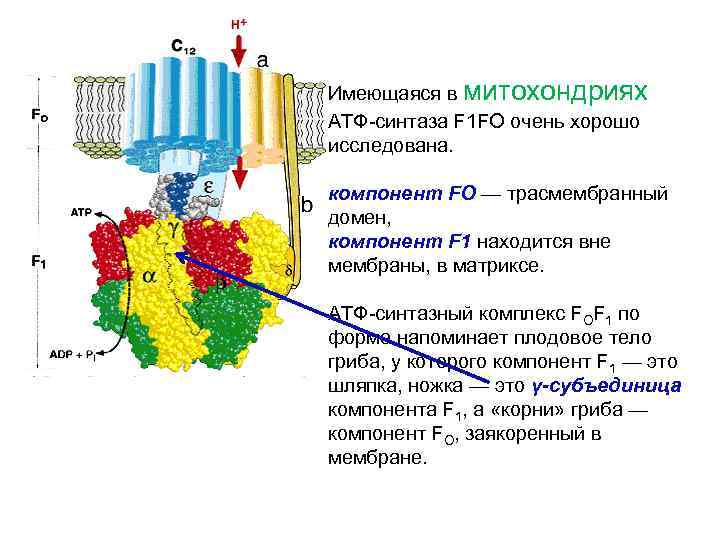 Фермент атф синтаза. F1- комплекс (АТФ-синтаза, v ФК).. F1 комплекс АТФ синтазы. АТФ синтаза f1 и f0 КОМПАРТМЕНТЫ. АТФ синтаза в митохондрии.