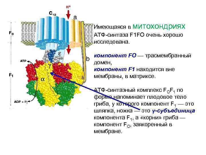 Атф в фотосинтезе. АТФ синтаза f1 f0. F1- комплекс (АТФ-синтаза, v ФК).. Фотосинтез АТФ синтаза. АТФ синтаза f1 и f0 КОМПАРТМЕНТЫ.