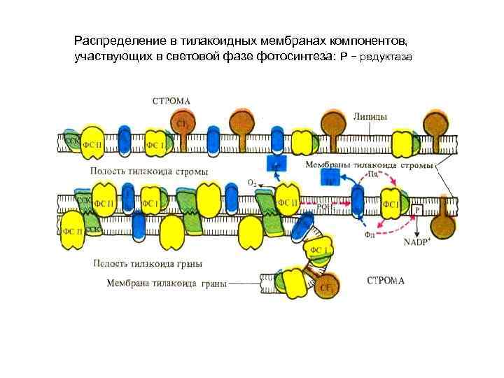 Распределение в тилакоидных мембранах компонентов, участвующих в световой фазе фотосинтеза: Р − редуктаза 