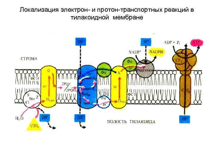 Электронно транспортная цепь схема