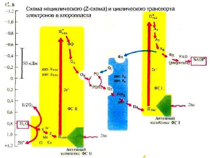 Схема нециклического (Z-схема) и циклического транспорта электронов в хлоропласта 