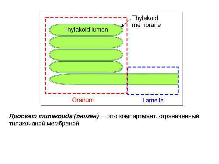 Просвет тилакоида (люмен) — это компартмент, ограниченный тилакоидной мембраной. 