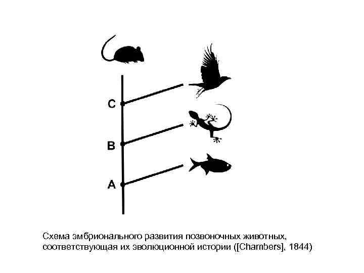Схема эмбрионального развития позвоночных животных, соответствующая их эволюционной истории ([Chambers], 1844) 