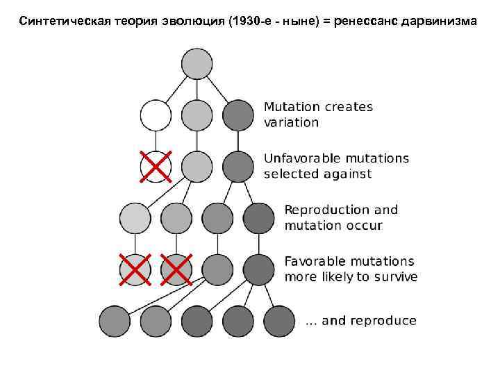 Синтетическая теория эволюция (1930 -е - ныне) = ренессанс дарвинизма 