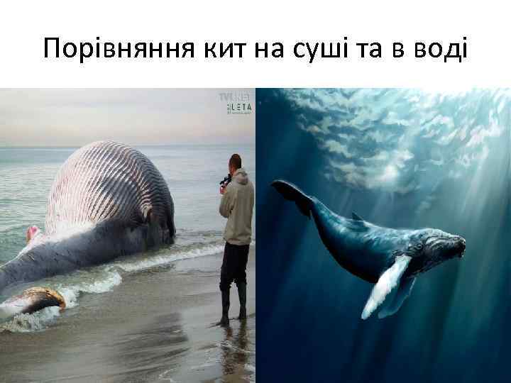 Порівняння кит на суші та в воді 