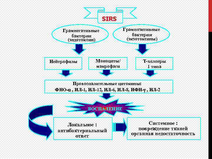SIRS Грамнегативные бактерии (эндотоксин) Нейтрофилы Моноциты/ макрофаги Грампозитивные бактерии (экзотоксины) Т-хелперы 1 типа Провоспалительные