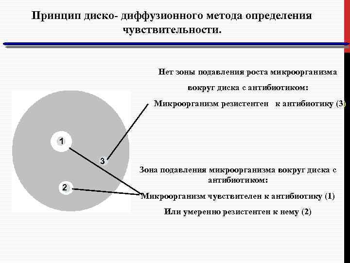 Принцип диско- диффузионного метода определения чувствительности. Нет зоны подавления роста микроорганизма вокруг диска с