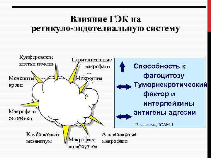 Влияние ГЭК на ретикуло-эндотелиальную систему Купферовские клетки печени Моноциты крови Перитонеальные макрофаги Микроглия Макрофаги